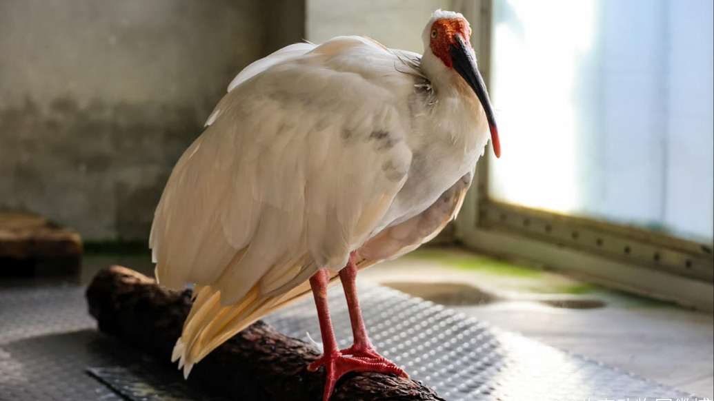 北京動物園39歲朱鹮“平平”去世，系世界上人工飼養(yǎng)的最長壽朱鹮