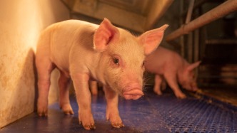 溫氏股份：10月公司肉豬養(yǎng)殖綜合成本降至6.1元/斤左右