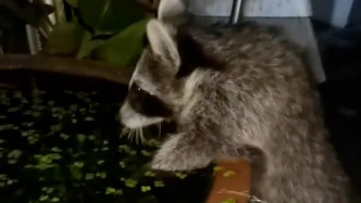 剛看完《瘋狂動(dòng)物城2》就遇浣熊？男子：“雖可愛但兇猛不能摸”