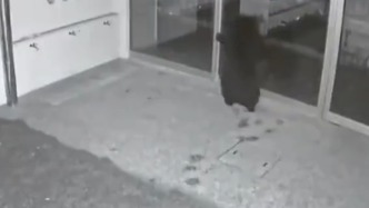 視頻丨日本熊害泛濫，今年春天以來(lái)北海道獵殺近1000頭熊