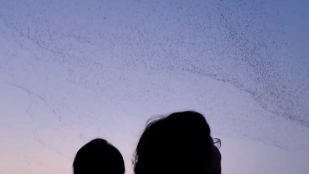 黃河口現(xiàn)“鳥浪”，保護區(qū)：僅花臉鴨單一物種集群數(shù)量已突破24萬只