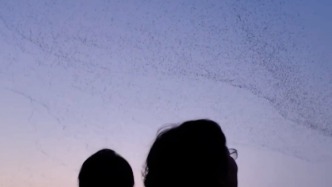 黃河口現(xiàn)“鳥浪”，保護區(qū)：僅花臉鴨單一物種集群數(shù)量已突破24萬只