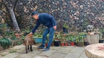 廣州一頭野豬闖入家中被收養(yǎng)成寵物，主人擔心異味影響他人給它住獨棟老房