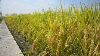 破譯“熱警報”密碼，中國科學家培育出具有梯度耐熱性的水稻新株系