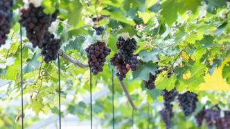 一枚“数字身份证”，助力马陆葡萄打造亿元品牌