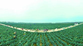 “中国西兰花之乡”江苏响水，如何进一步“心花怒放”？