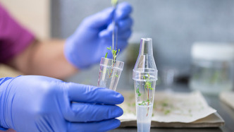 细胞壁是植物“长寿秘诀”所在？中国植物干细胞研究取得重要进展