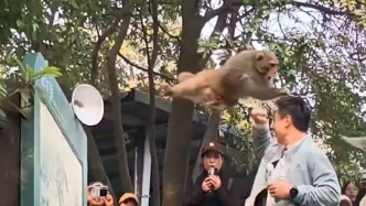 猴子躥跳追打游客，公園：系野猴，提醒勿投喂勿逗弄