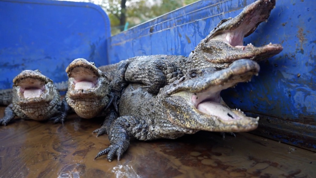 “搬家”啦！安徽宣城2000余条扬子鳄入住暖房越冬