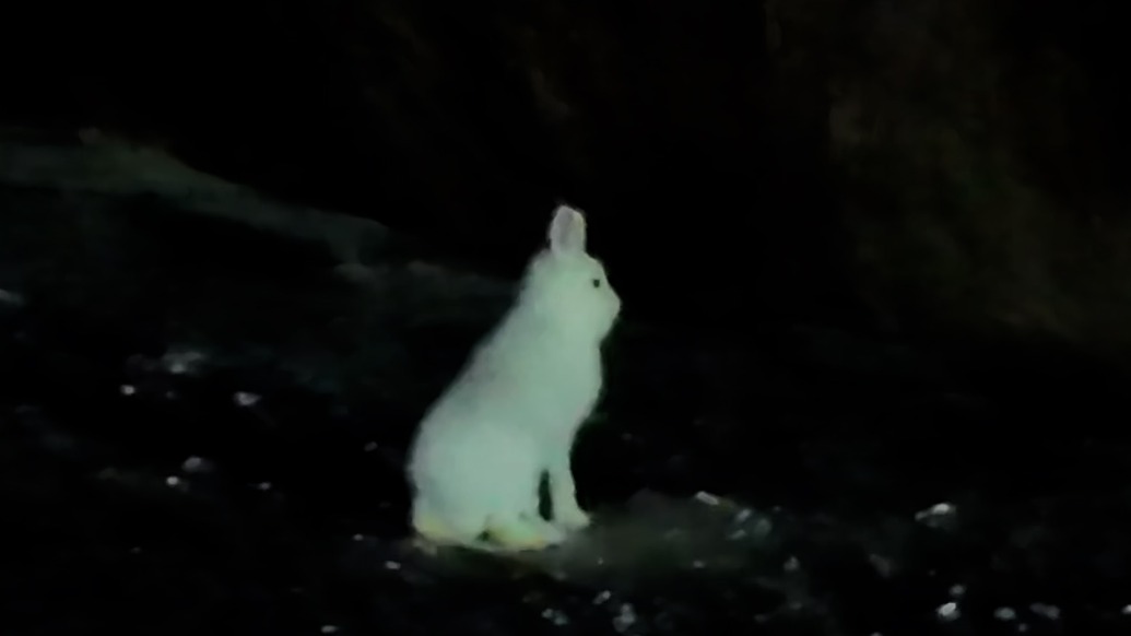 偶遇雪兔在大兴安岭林区“遛弯”，森防站工作人员：工作十年首次见，生态变好了