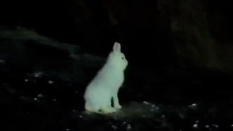 偶遇雪兔在大興安嶺林區(qū)“遛彎”，森防站工作人員：工作十年首次見，生態(tài)變好了