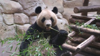 新一對中國大熊貓計劃于2027年落戶法國博瓦勒動物園