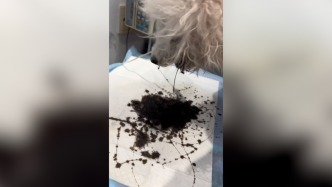 狗狗误食主人醉酒呕吐物，酒精中毒被救回