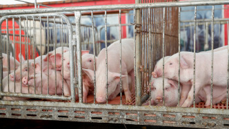 豬價同比下跌，三大豬企連續(xù)5個月生豬銷售同比增量不增收