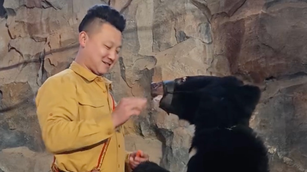 杭野回應(yīng)黑熊表演時(shí)突襲飼養(yǎng)員：熊二貪吃一時(shí)興奮，人和熊都沒(méi)受傷