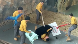 杭州野生动物世界就黑熊扑倒饲养员致歉：取消黑熊行为展示