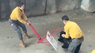 園方回應(yīng)黑熊“襲擊”飼養(yǎng)員，目擊者點(diǎn)贊施救女員工