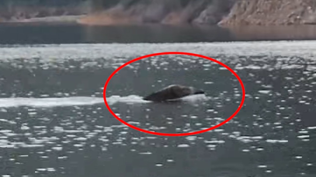 釣友在千島湖拍到大野豬游水遷徙，穿行島嶼之間速度驚人