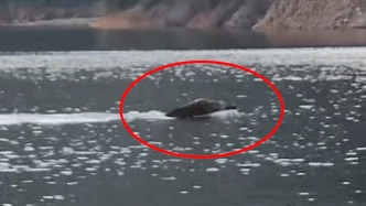 釣友在千島湖拍到大野豬游水遷徙，穿行島嶼之間速度驚人