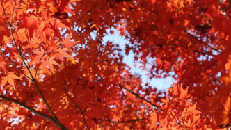 上海將迎來(lái)氣溫“過(guò)山車”，下周末發(fā)起入冬攻勢(shì)