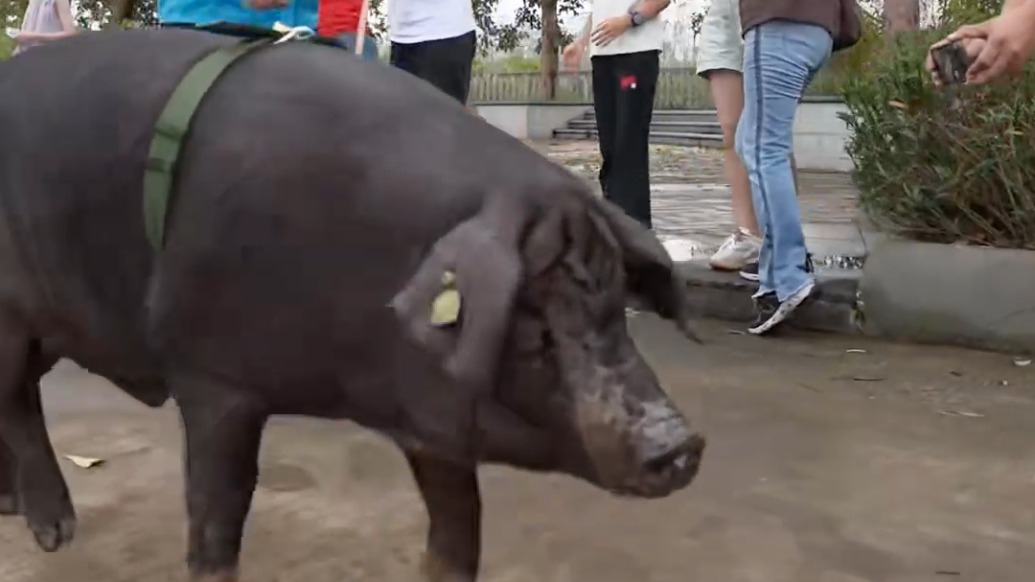 广东湛江一村举行“猪超”运动会庆祝丰收节，村民抓猪获胜直接抱猪回家