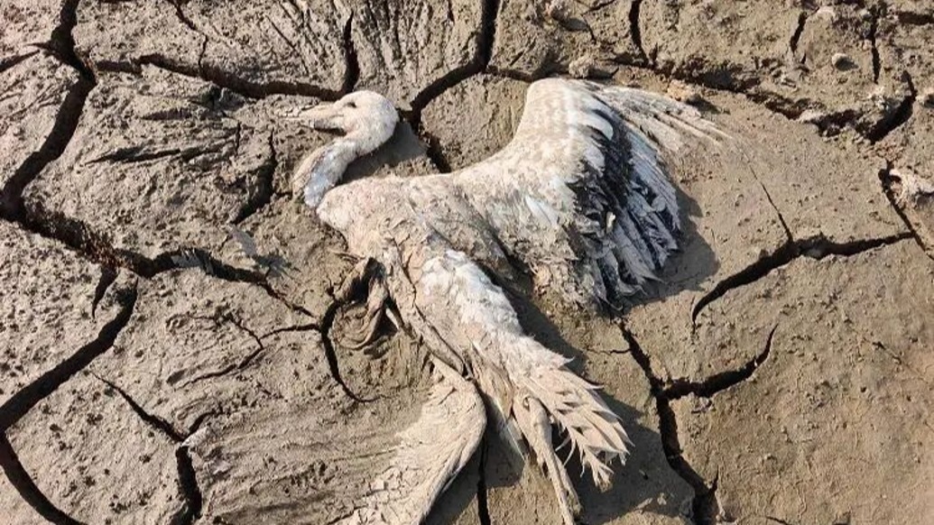 江西余干通报鄱阳湖流域湿地存在疑似毒害野生动物情况：三人被采取刑事强制措施