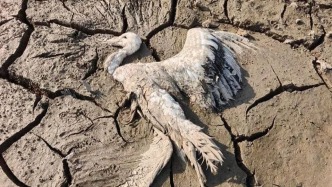 江西余干通報(bào)鄱陽湖流域濕地存在疑似毒害野生動(dòng)物情況：三人被采取刑事強(qiáng)制措施