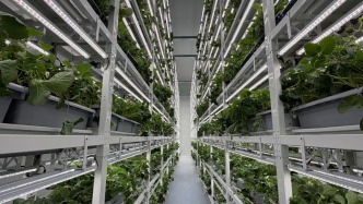 上海最大数智草莓植物工厂投用，可365天不间断生产