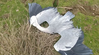 江西余干鄱阳湖流域有人毒杀候鸟，警方已对三人采取刑事强制措施