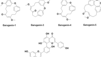 動(dòng)物行為學(xué)評(píng)價(jià)Garuga pinnata乙醇提取物的神經(jīng)保護(hù)作用
