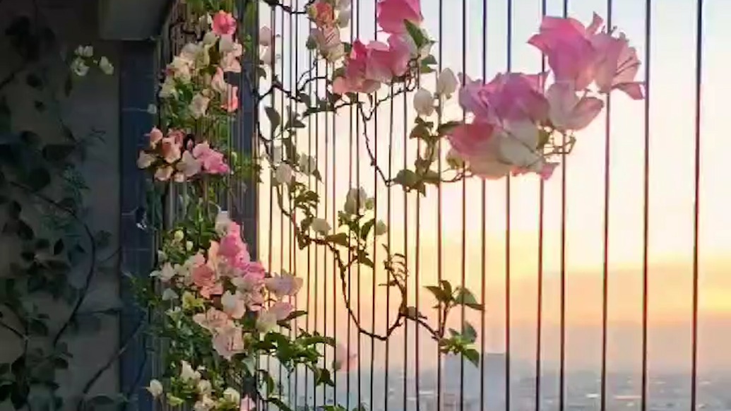 三角梅在陽臺綻放美成風(fēng)景畫，主人：悉心養(yǎng)護6年，可四季開花