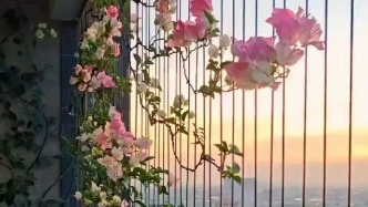 三角梅在陽(yáng)臺(tái)綻放美成風(fēng)景畫(huà)，主人：悉心養(yǎng)護(hù)6年，可四季開(kāi)花