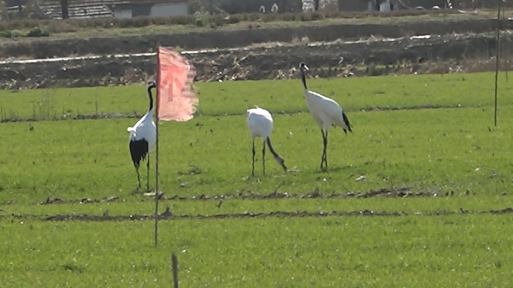 江蘇鹽城：丹頂鶴飛抵鹽城灘涂濕地越冬