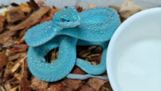 《疯狂动物城2》热播后引发剧毒蛇类热卖，律师称寄售有毒活体或违法