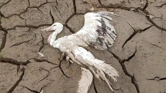 澎湃早晚报｜晚安湃·鄱阳湖候鸟遭毒杀