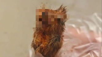 贵州从江县市监通报“辣椒面内存在鼠头异物”：调查组正核查