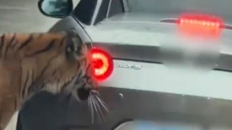 女子自駕進(jìn)動(dòng)物園猛獸區(qū)被老虎跟車咬掉漆：可能欺負(fù)我車矮