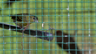 非法捕鳥并在社交媒體群組拍賣牟利，犯罪嫌疑人被江蘇警方抓獲