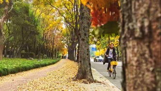 “落叶不扫” 美出新高度！上海浦东7条路段限定街景刷屏