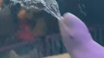 海洋馆回应“男子抽烟被白鲸喷水浇灭”：系发布的段子，白鲸一般不会随意喷水