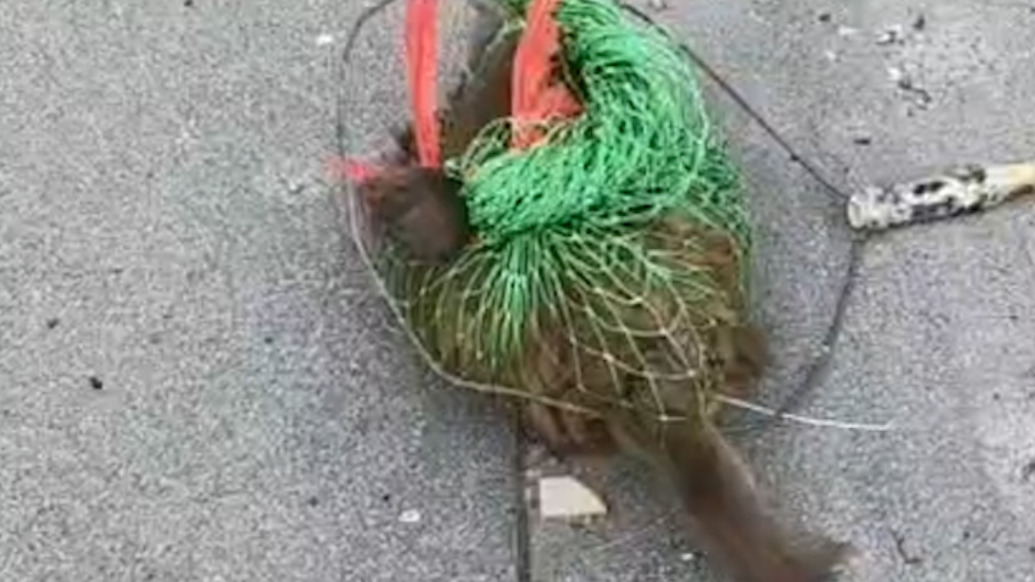 “猴哥”闯小区在外墙来回攀爬多日，知情人：已抓获，送到南阳市野生动物救助站