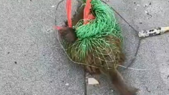 “猴哥”闖小區(qū)在外墻來回攀爬多日，知情人：已抓獲，送到南陽市野生動物救助站