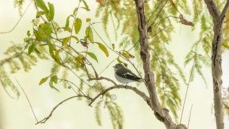 罕見迷鳥斑姬鹟現(xiàn)身上海，大量觀鳥愛好者都在尋覓它的身影