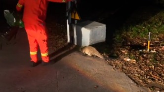 果子貍在南京一隧道內(nèi)“迷路”，消防員抓住“哄”上紫金山