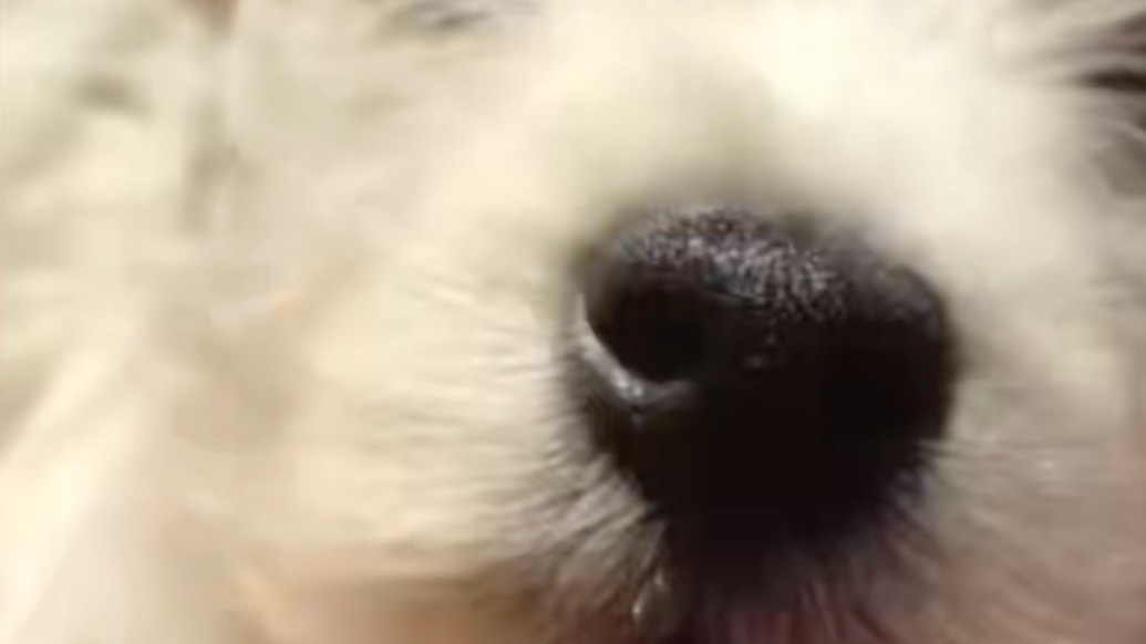 男子毒死9條寵物狗被判刑4年，當庭提出上訴