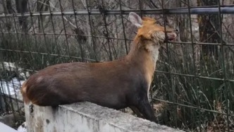 麂子被卡秦嶺一處公路鐵網(wǎng)發(fā)出慘叫，西安長(zhǎng)安區(qū)相關(guān)部門：多方共同救出，鐵網(wǎng)問(wèn)題已記錄