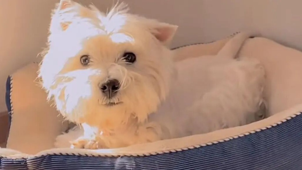 马上评｜毒杀宠物犬获刑4年，带来哪些警示