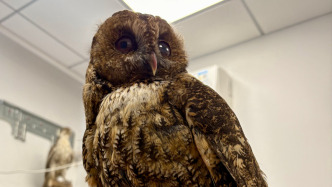上海首次記錄到的灰林鸮在博物館“重生”，它的故事未完待續(xù)