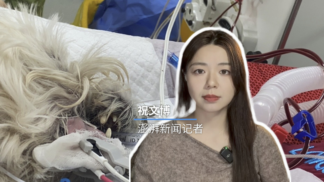 博闻丨北京宠物犬中毒刑案被告一审获刑4年，犬主辞职为爱犬“讨公道”1185天