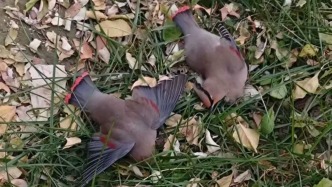 数十人“贴脸”拍照吓坏小鸟！两只太平鸟撞农展馆玻璃死亡